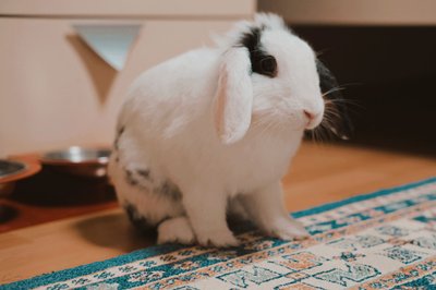 Lapin bélier noir et blanc posé sur un tapis coloré, à côté de ses gamelles, à l'intérieur