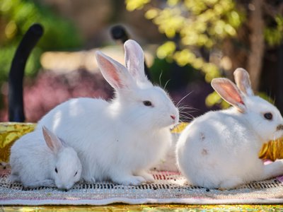 Trois lapins blancs se reposant sur un tapis tissé dans un jardin ensoleillé