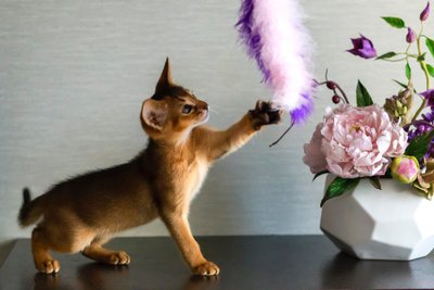 Jeune chat abyssin dressé sur ses pattes arrière qui attrape un plumeau violet