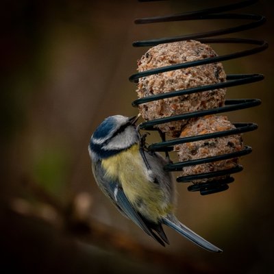 Une mésange bleue picore des boules de graisse placées dans un support en spirale métallique, sans filet