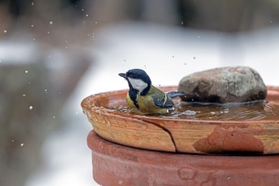 Une mésange se baigne dans un abreuvoir en terre cuite, dans un jardin enneigé