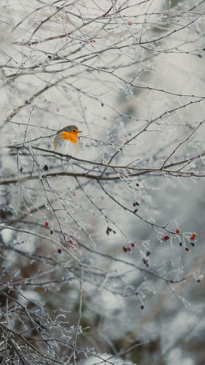 Un rouge-gorge perché sur une branche couverte de givre, au milieu de petites baies