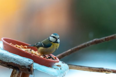 Une mésange bleue se nourrit de graines dans un plateau posé sur une branche, en hiver