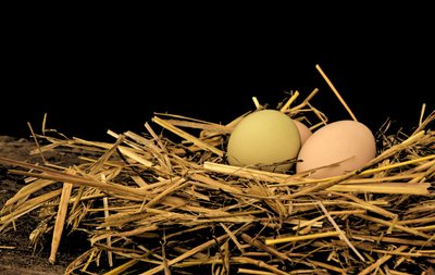 Deux œufs de poule posés dans un nid de paille
