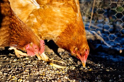 Deux poules rousses picorant des graines au sol devant un grillage