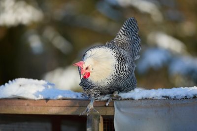 Poule au plumage barré perchée sur un rebord couvert de neige