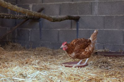Poule rousse dans un poulailler au sol couvert de paille