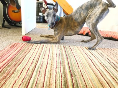 Whippet bringé en position de jeu devant un jouet en caoutchouc rouge posé sur un tapis
