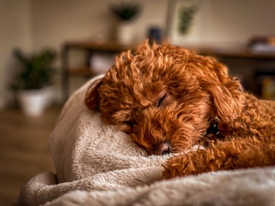 Chiot caniche roux qui fait la sieste roulé sur une couverture douillette