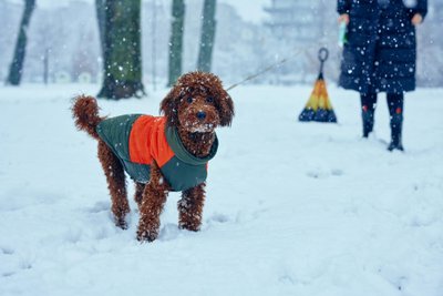 Caniche marron en manteau vert et orange qui se promène dans la neige d'un parc