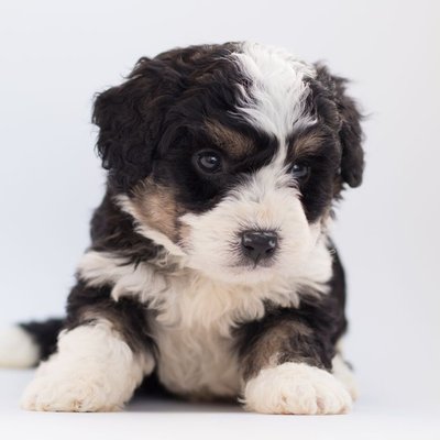 Bernedoodle - Bernedoodle : quel prix pour un chiot ?