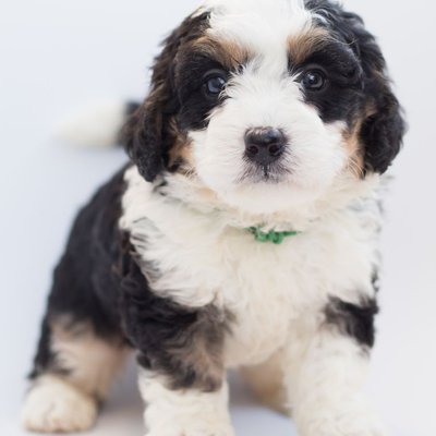 Bernedoodle - Morphologie du Bernedoodle
