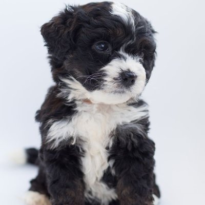 Bernedoodle - Conditions de vie du Bernedoodle