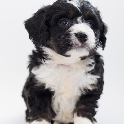 Bernedoodle - Caractère du Bernedoodle