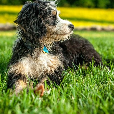 Bernedoodle