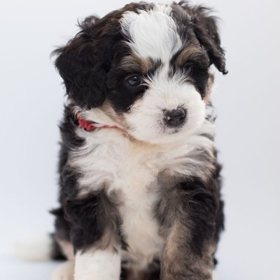 Bernedoodle - Comment nourrir un chiot Bernedoodle correctement ?