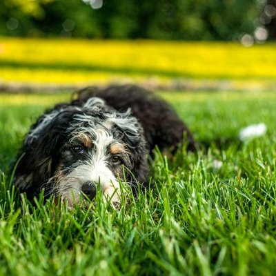 Bernedoodle - Quelles sont les couleurs de pelage du Bernedoodle ?
