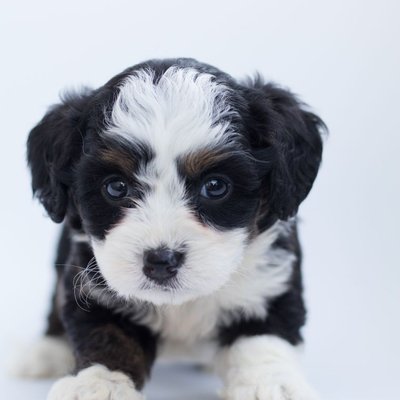 Bernedoodle - Sélectionner un élevage de chiot Bernedoodle