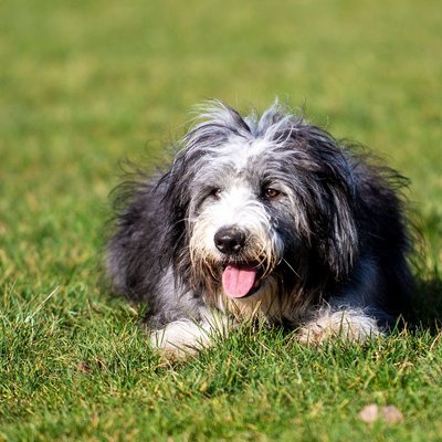 Bearded Collie - Bearded Collie : quel prix pour un chiot ?