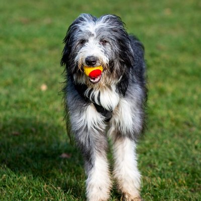 Bearded Collie - Sélectionner un élevage de chiot Bearded Collie