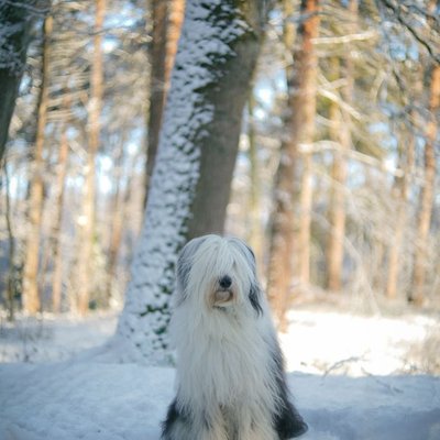 Bobtail - Bobtail : quel prix pour un chiot ?