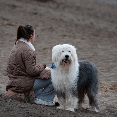 Bobtail - Sélectionner un élevage de chiot Bobtail