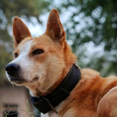 Basenji - Morphologie du Basenji