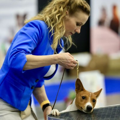 Basenji - Caractère du Basenji