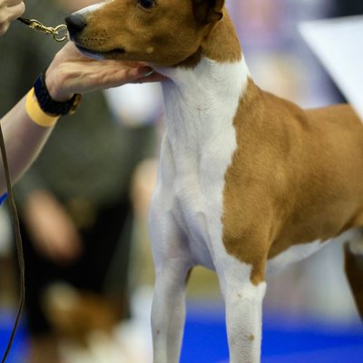 Basenji - Quelles sont les couleurs de robe du Basenji ?