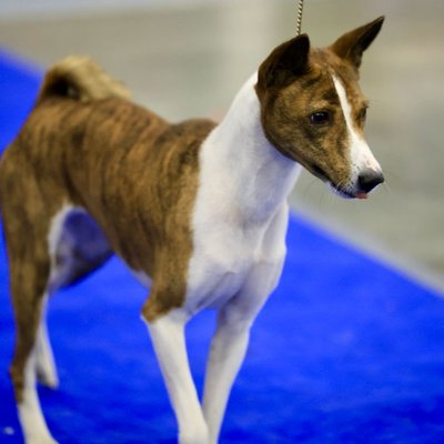 Basenji - Comment éduquer un chiot Basenji ?