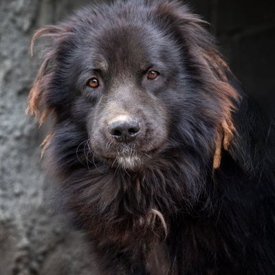Berger du Caucase - Berger du Caucase : quel prix pour un chiot ?
