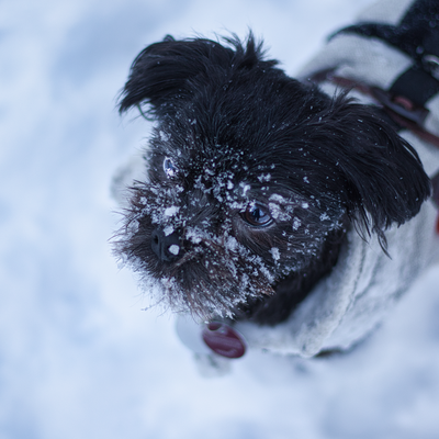 Affenpinscher - Affenpinscher : quel prix pour un chiot ?