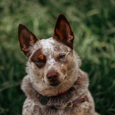 Bouvier Australien - Bouvier Australien : quel prix pour un chiot ?