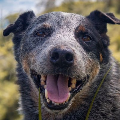 Bouvier Australien - Comment éduquer un chiot Bouvier Australien ?