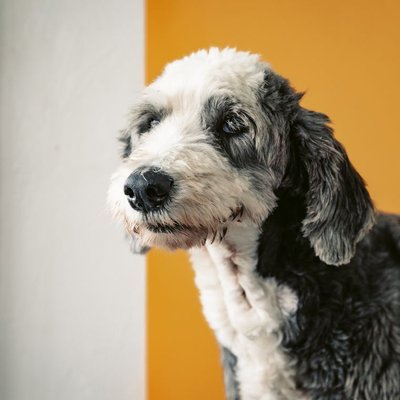 Berger Anglais - Berger Anglais : quel prix pour un chiot ?