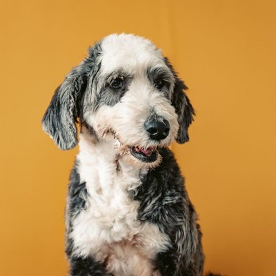 Berger Anglais - Choisir mon chiot Berger Anglais
