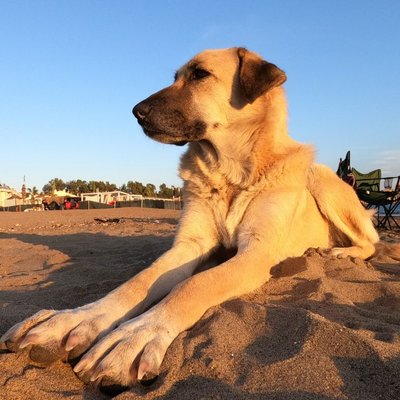 Berger Kangal - Berger Kangal : quel prix pour un chiot ?