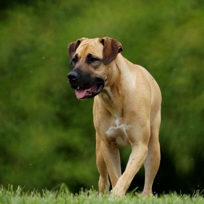 Boerboel - Boerboel : quel prix pour un chiot ?