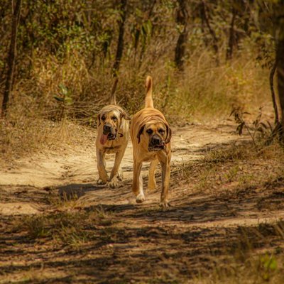 Boerboel - Caractère du Boerboel