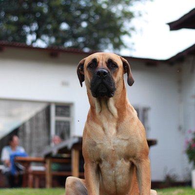 Boerboel - Quelles sont les couleurs de pelage du Boerboel ?