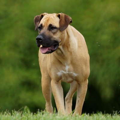 Boerboel - Comment éduquer un chiot Boerboel ?