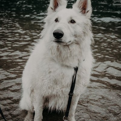 Berger Blanc Suisse - Berger Blanc Suisse : quel prix pour un chiot ?