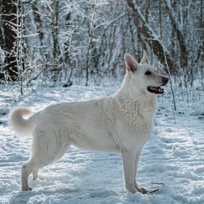 Berger Blanc Suisse - Conditions de vie du Berger Blanc Suisse