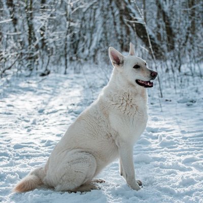 Berger Blanc Suisse