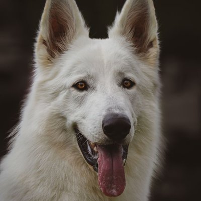 Berger Blanc Suisse - Quelles sont les couleurs de pelage du Berger Blanc Suisse ?