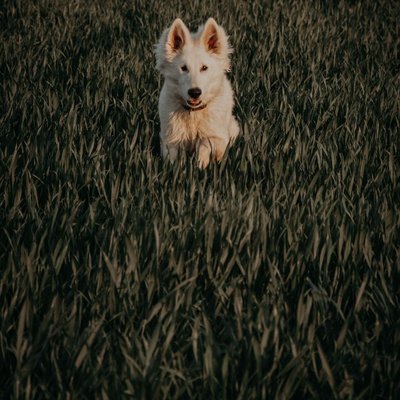 Berger Blanc Suisse - Choisir mon chiot Berger Blanc Suisse