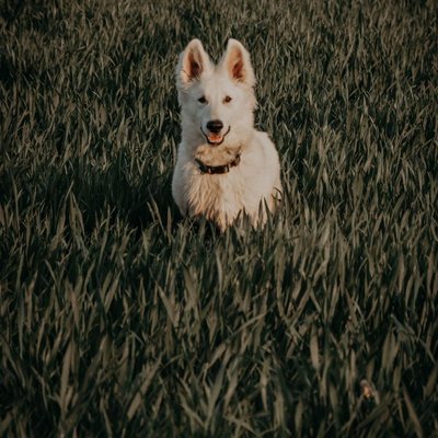 Berger Blanc Suisse - Quels sont les soins nécessaires pour un Berger Blanc Suisse ?