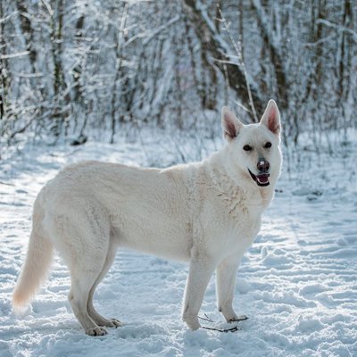 Berger Blanc Suisse - Le Berger Blanc Suisse est-il fait pour vous ?