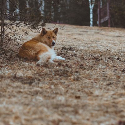Chien de Berger Islandais - Chien de Berger Islandais : quel prix pour un chiot ?