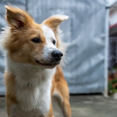 Chien de Berger Islandais